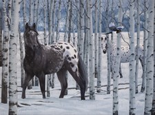 Un silenzio rotto - Appaloosas