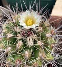Thelocactus garciae SEEDS -  -