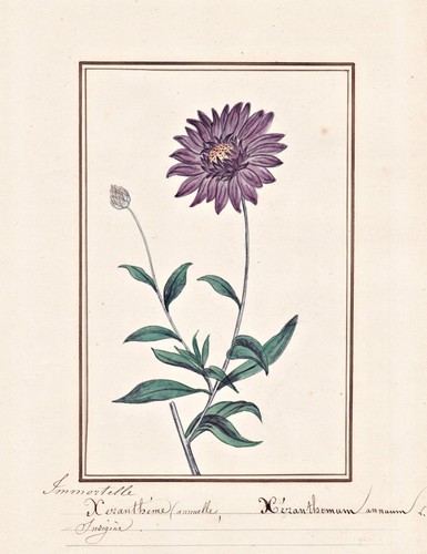 Xerantemo immortale strohblume - xerantemo,