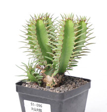 Vaso 12 cm raro Euphorbia