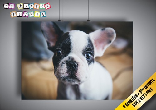 Locandina cane cucciolo - locandina,