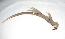 Corno Palco o trofeo di cervo giovane singolo 4 punte PARTICOLARE 