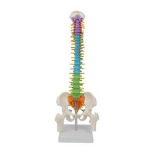 Modello colonna vertebrale - di,