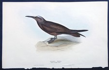 John Gould Uccelli Ornitologia
