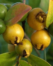 Pianta guava gialla - pianta,