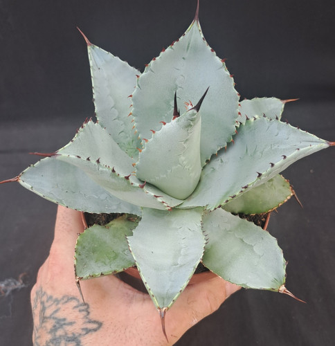 Agave pygmaea selected - selected, clone