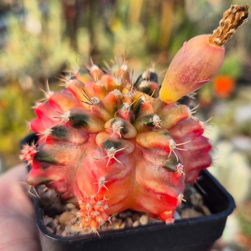 Gymnocalycium mihanovichii