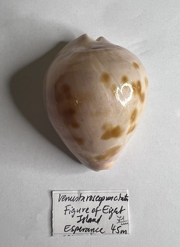 Cypraea zoila venusta - zoila,