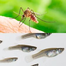 ✅Antizanzare Rimedio