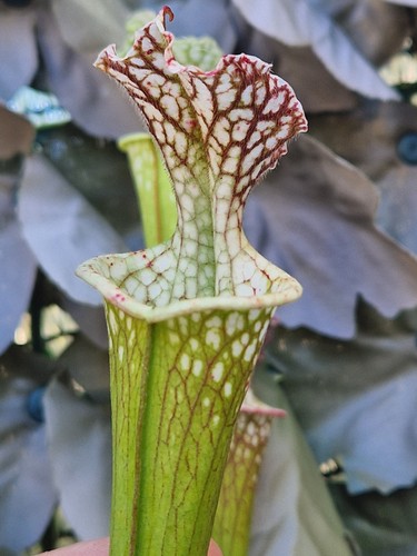 Sarracenia leucophylla size - leucophylla,
