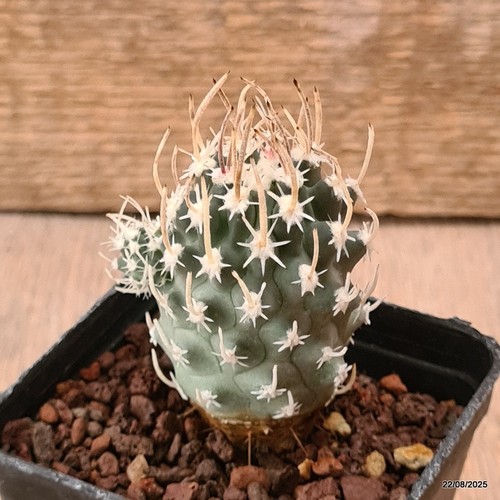 D6175 sclerocactus blainei - sclerocactus,