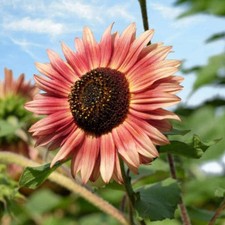 Girasole Florenza – 30 semi – Ramificato, giallo e rosso, fioritura continua, id