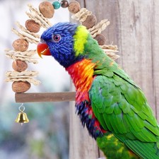 Pappagallo Osso di seppia