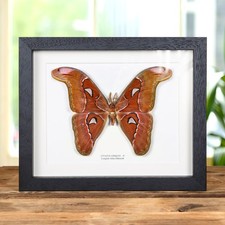Pink atlas moth frame - pink,