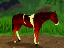 Cavallo Wild Horse Islands