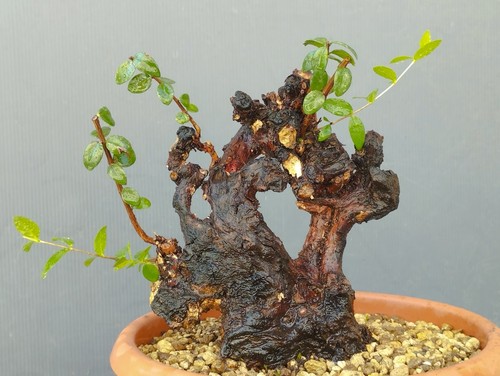 Bonsai mirto 20x10cm - bonsai, in
