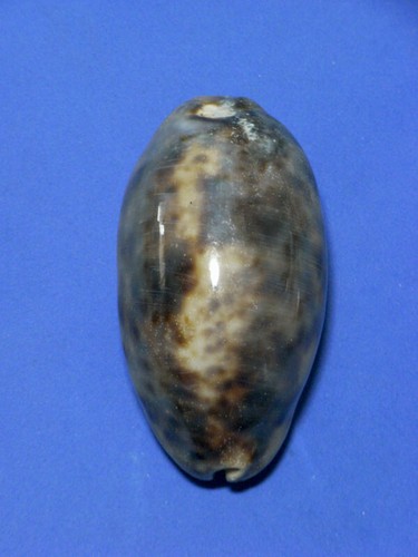 Formosa/CONCHIGLIA/Cypraea