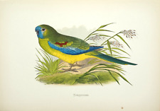 Antique Parrot Print