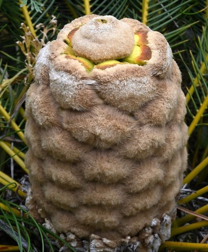Encephalartos ghellinckii - ,