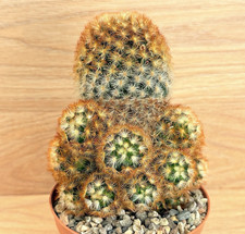 Mammillaria carmenae ,  pot 10
