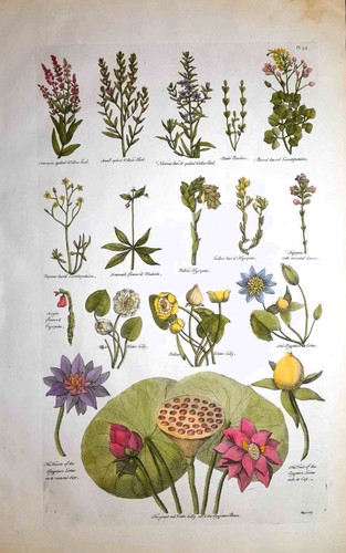 Stampa antica botanica erbario - antica,