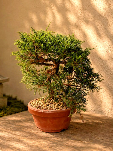 Vendo splendido bonsai - , di