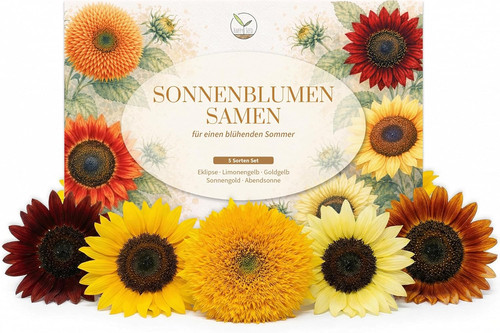 Semi girasole colorati con - semi,