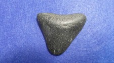 DENTE DI MEGALODONTE  -