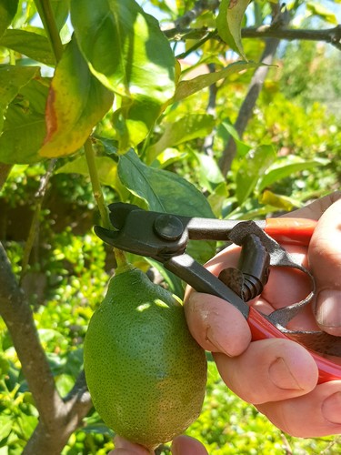 Forbici giardino - da,