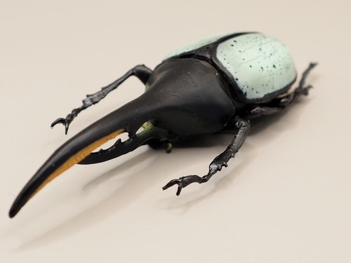 Blue hercules beetle insect - hercules,