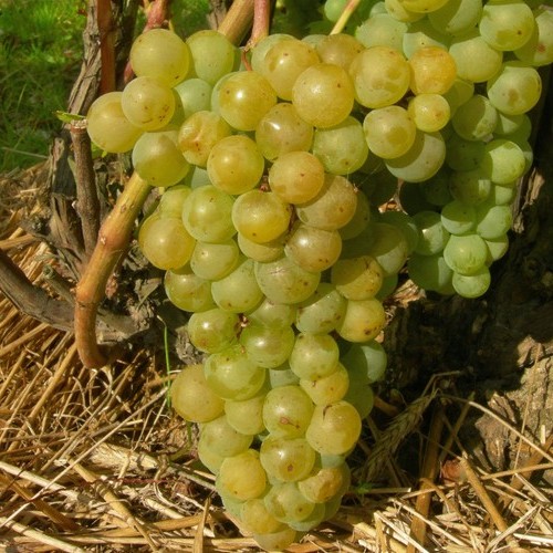 Vite riesling considerata - riesling, 2l