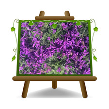 Lavanda stoechas pianta