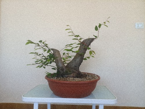Bonsai xxl carpino bianco - bonsai,
