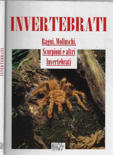 Invertebrati ragni - invertebrati.,