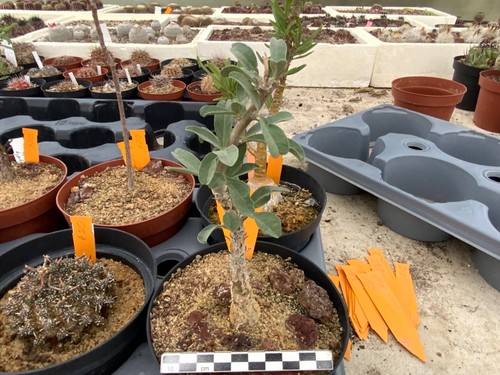 096 sesamothamnus guerichii - 096,