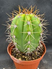T. VALIDUS CACTUS PIANTE GRASSE 66