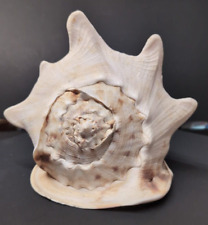 conchiglia gigante circa 20 cm