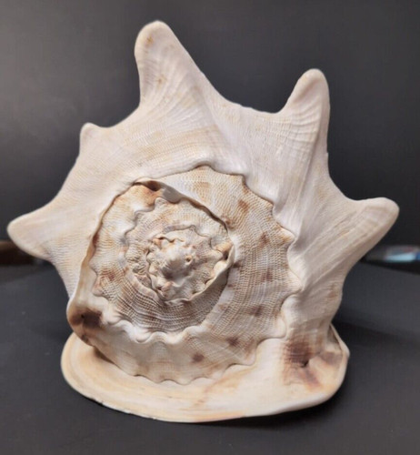 Conchiglia gigante circa cm - gigante,