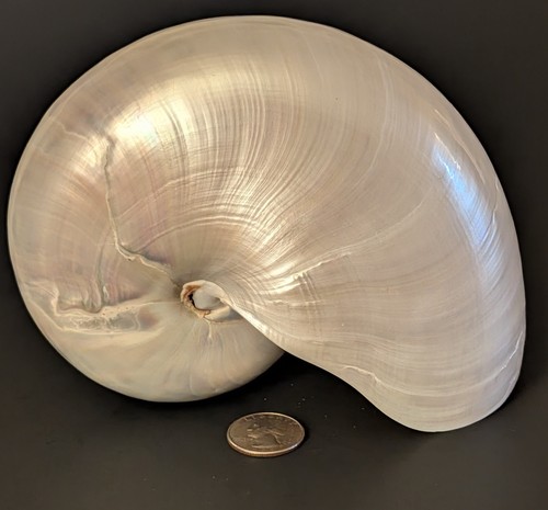 Conchiglia nautilus vintage - conchiglia,