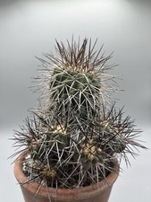 Copiapoa carrizalensis - copiapoa,
