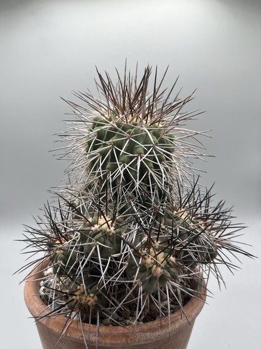 Copiapoa carrizalensis - carrizalensis,