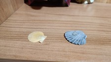 Conchiglie