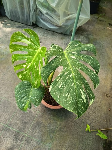Monstera thai constellation - monstera,