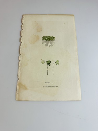 Piatto sowerby 1802 lemna - piatto,