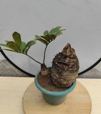 Vendita zamia furfuracea - zamia,