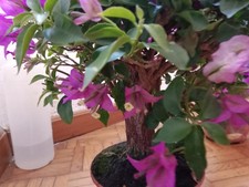Bougainvillea Sanderiana -