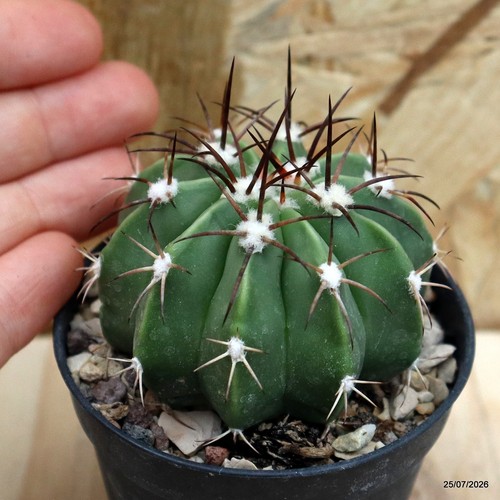 Melocactus curvispinus vaso - melocactus,