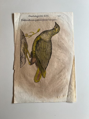 Ulisse aldrovandi stampa - aldrovandi,
