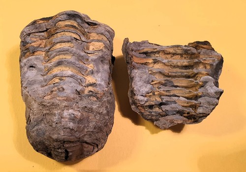 Fossile trilobite cod 09 - fossile,