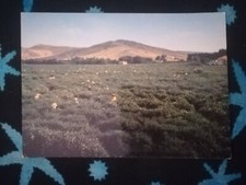 BRANCALEONE - LA RACCOLTA DEL